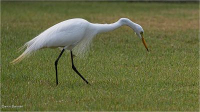 Great Egret