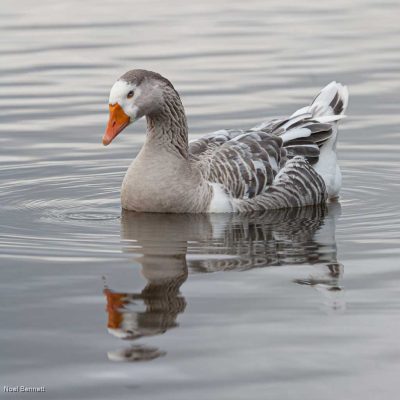 Greylag Goose Reflection