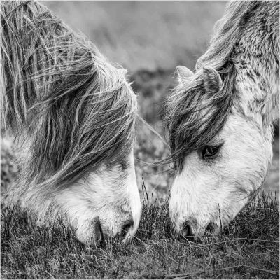Head To Head