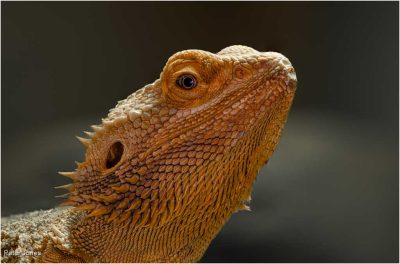 Horned Dragon