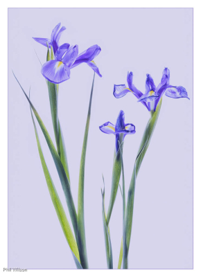 Iris-Flowers-by-Phil-Wilson