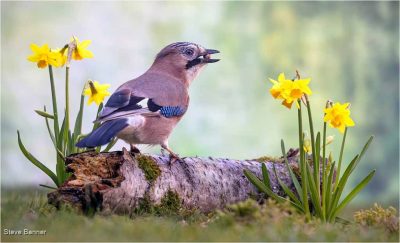Jay And The Daffodils