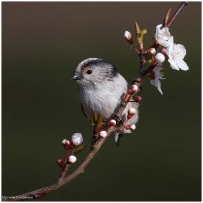 Long Tailed Tit