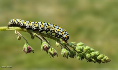 Mullen Moth Caterpillar