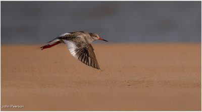 Redshank In Flight 1
