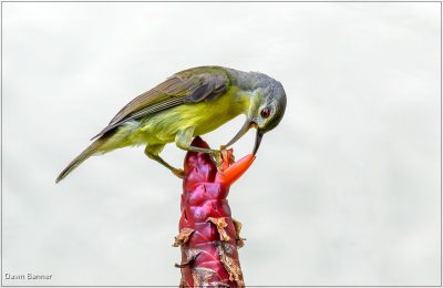 Sunbird