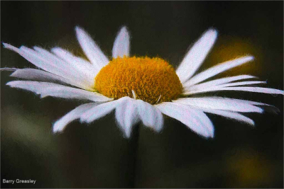 White-Daisy-Study-by-Barry-Greasley