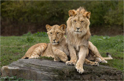 Adolesant African Lions