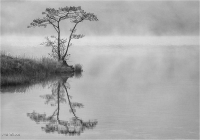 Alone In The Mist