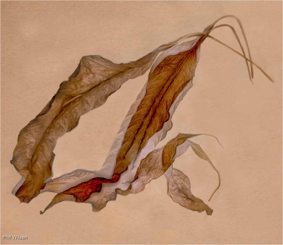 Autumn Leaves