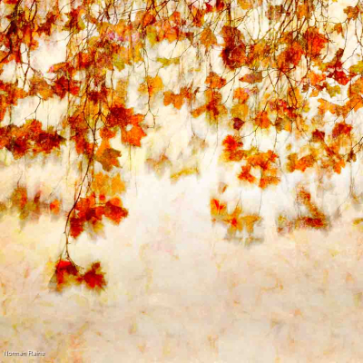 Autumn Maple