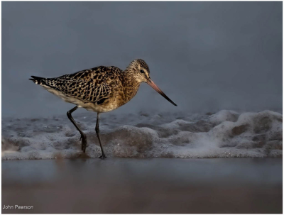 Bardtailed Godwit