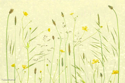 Buttercup Meadow