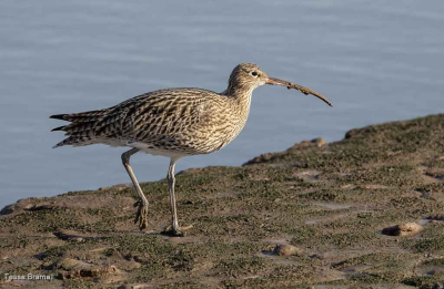 Curlew