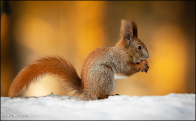 European Red Squirrel In Snow
