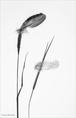 Feathers