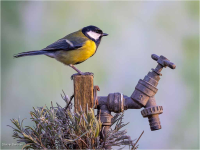 Great Tit (Parus Major)