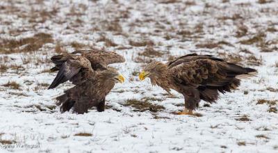 Male And Female White-Tailed Eagles