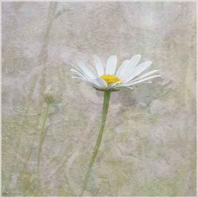Ox Eye Daisy