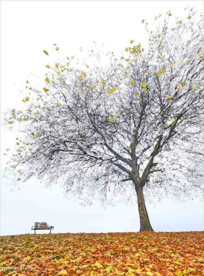 Park Bench November
