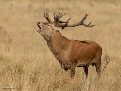 Red Deer October Rut