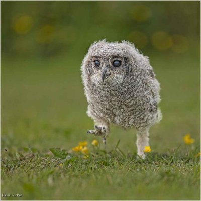 Vermicolated Baby Eagle Owl Running