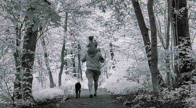 A Walk In The Woods