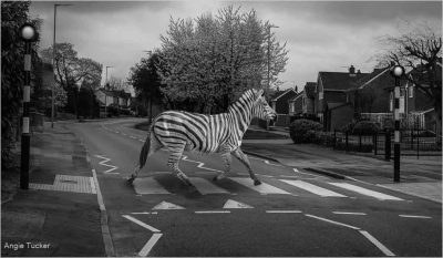 A Zebra Crossing