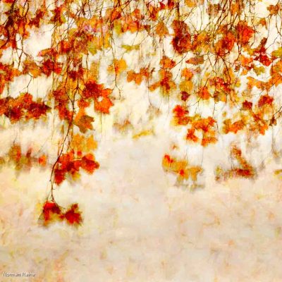 Autumn Maple