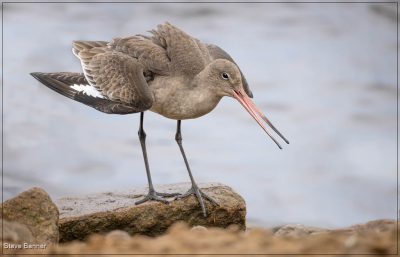 Black Tailed Godwit