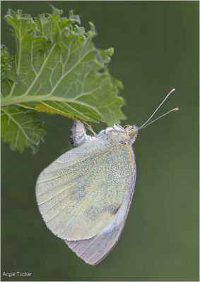 Cabbage White Egg Laying
