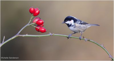Coal Tit