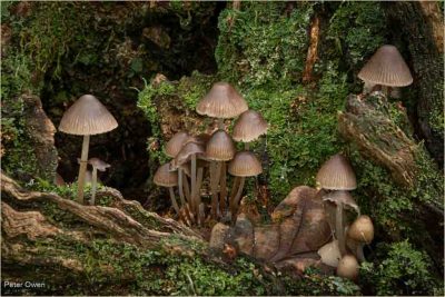 Common Bonnet Fungi