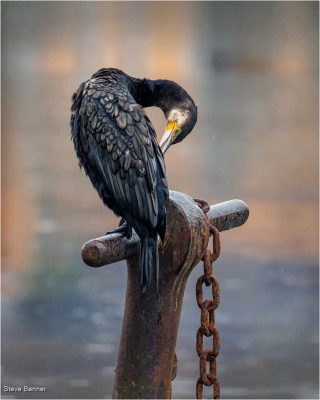Cormorant Preening In The Rain