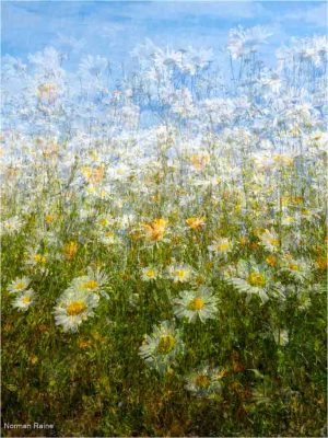 Daisy Impression