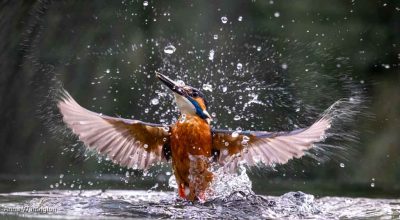 Emerging Kingfisher