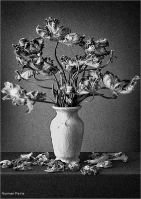 Fading Tulips