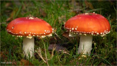 Fly Agaric Fungi - Twins