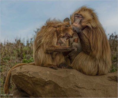 Geladas Grooming