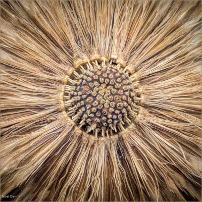 Globe Thistle Detail