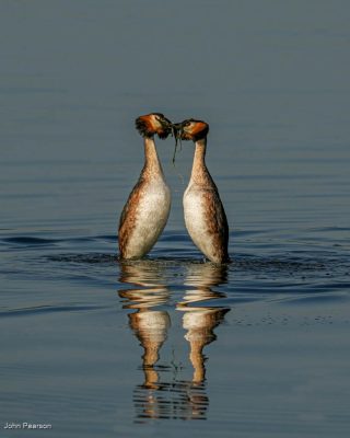 Greatcrested Grebe