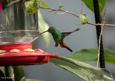 Humming Bird, Tiny Treasurers