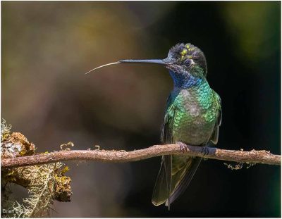 Humming Bird