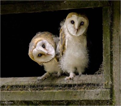 Inquisitive Fledgling Barn Owls