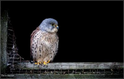 Kestrel