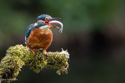 Kingfisher Eating Fish