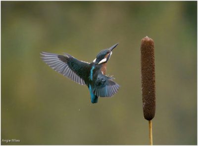 Kingfisher Landing
