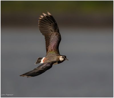 Lapwing 6