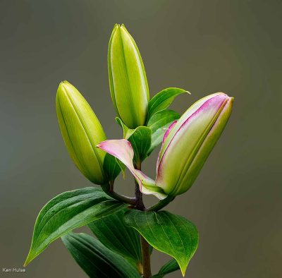 Lilly Buds