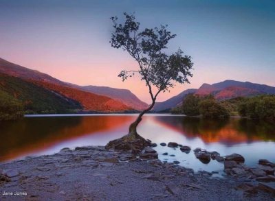 Llanberis Lone Tree At Golden Hour